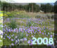 Xerocambos - ore 13.30 del 20 Gennaio 2008 - fioritura invernale di anemoni selvatici 