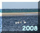 Xerocambos - ore 16.30 del 17 Febbraio 2008 - il maltempo che colpisce il Nord della Grecia costringe degli splendidi cigni ad interrompere la loro stagionale migrazione con una sosta nella Laguna di Alatsolimni