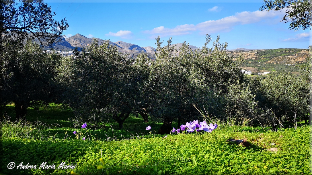 Zakros (Est de la Crète)